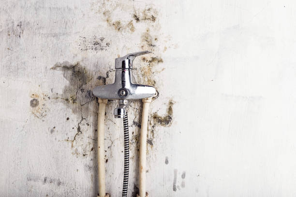 Best Residential Mold Removal  in Bonner West Riverside, MT