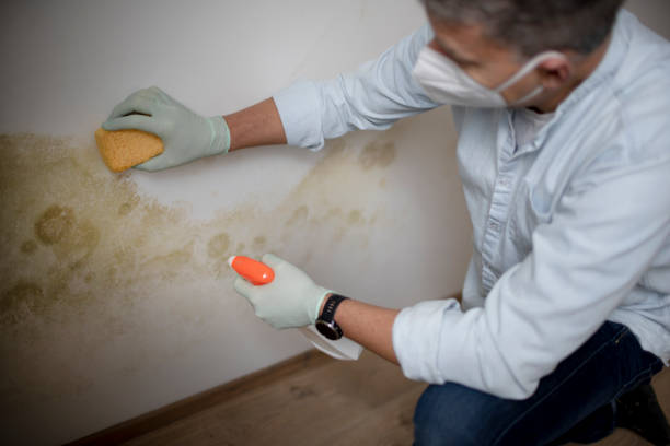 Best Home Mold Removal  in Bonner West Riverside, MT
