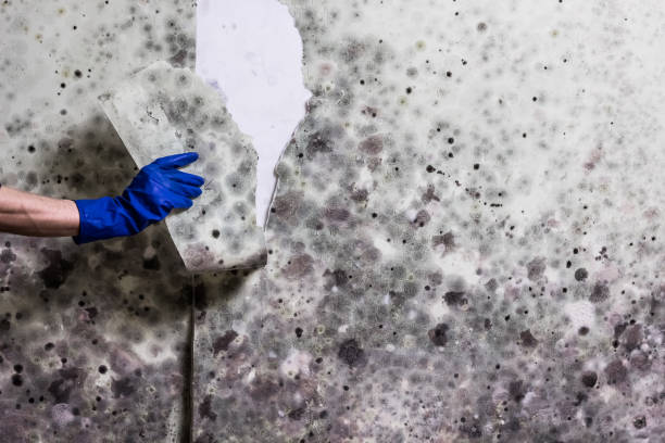 Best Home Mold Removal  in Bonner West Riverside, MT